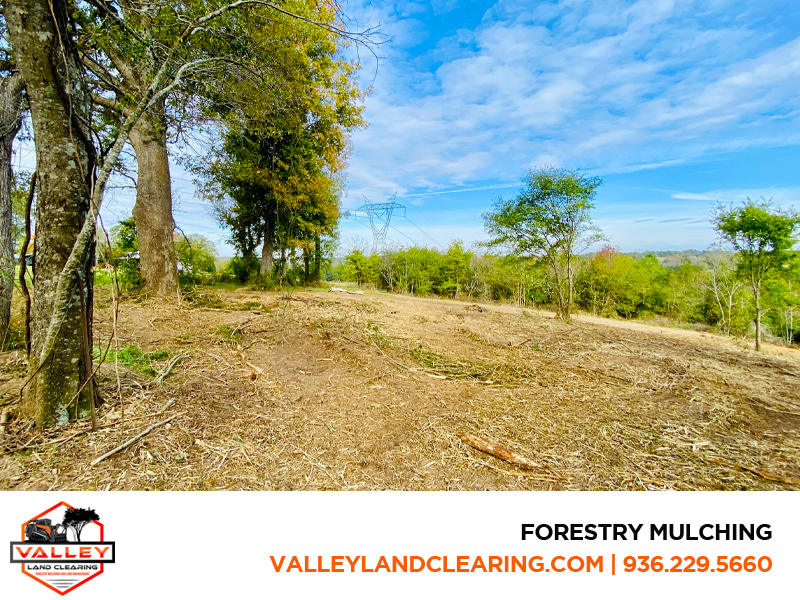 Forestry Mulching | Maintaining Your Land