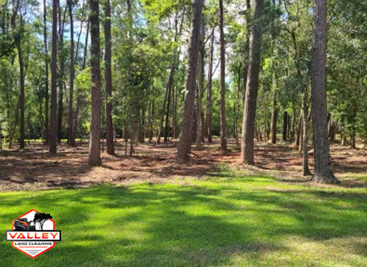 Forestry Mulching East Texas